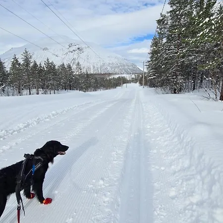Apartment Sentrumsnaer Sokkelleilighet *